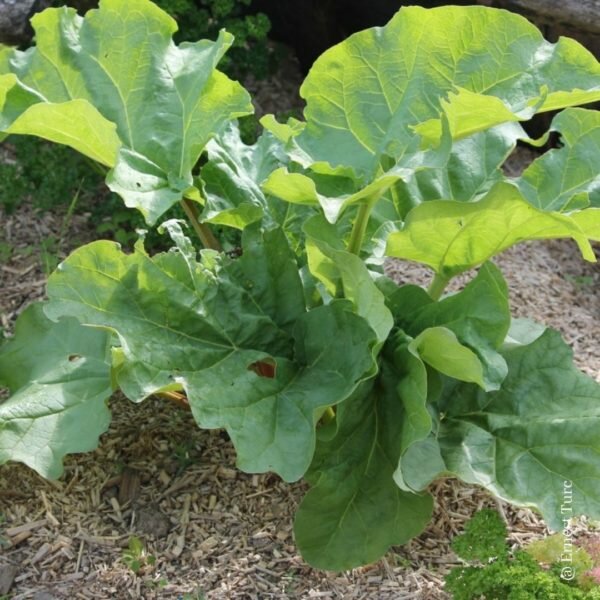 Rhubarbe Victoria bio