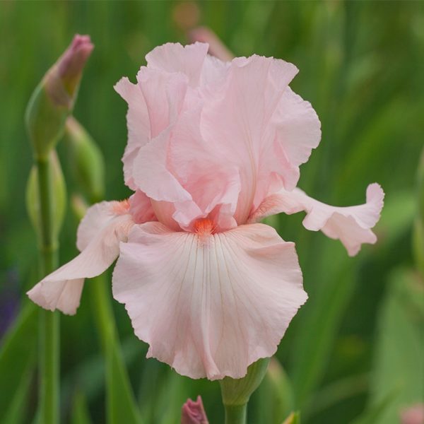 souche-iris-germanica-rose