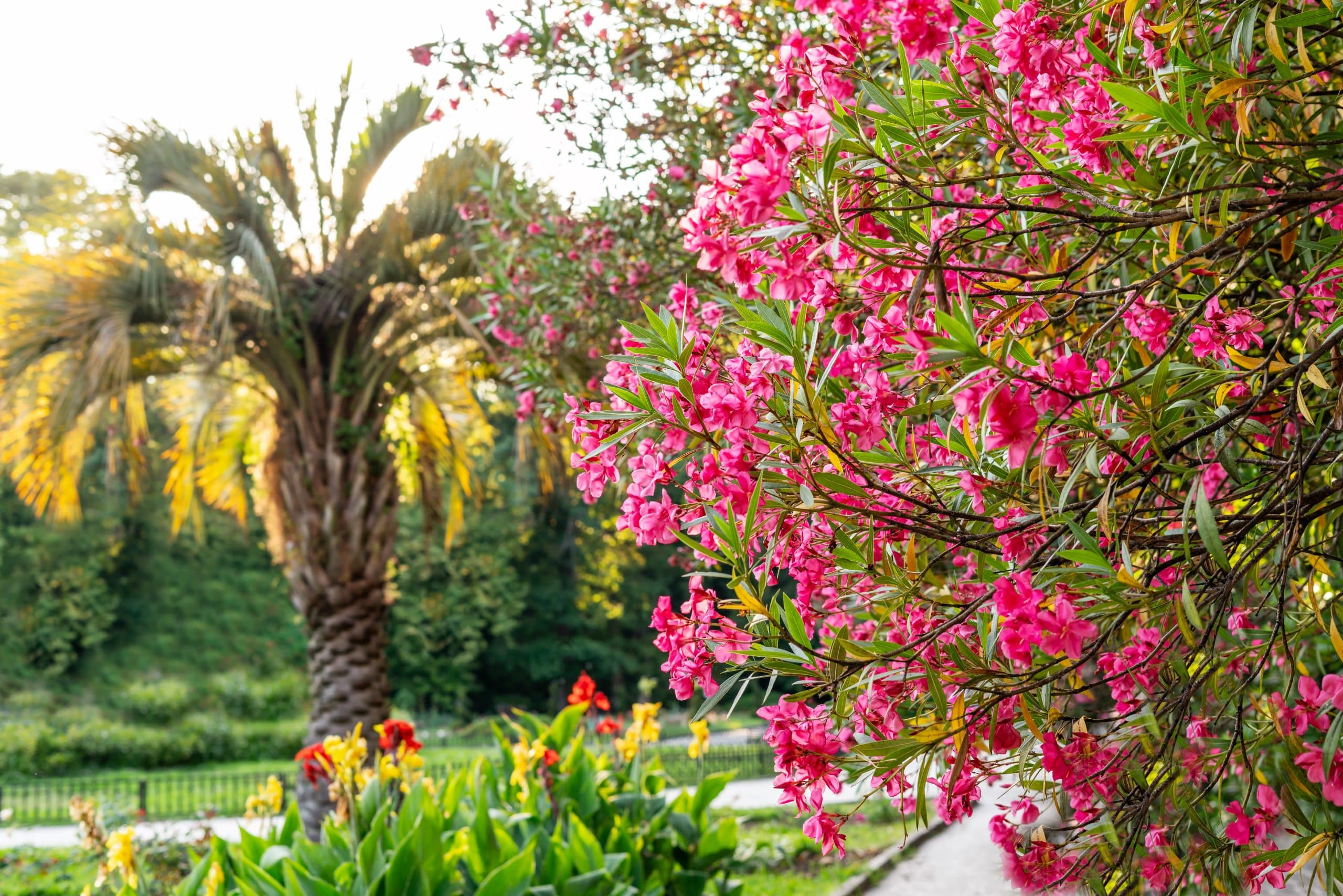 bright pink red flowers on the branches of a common oleander at the tropical botanical garden spring blossoming and landscaping concept