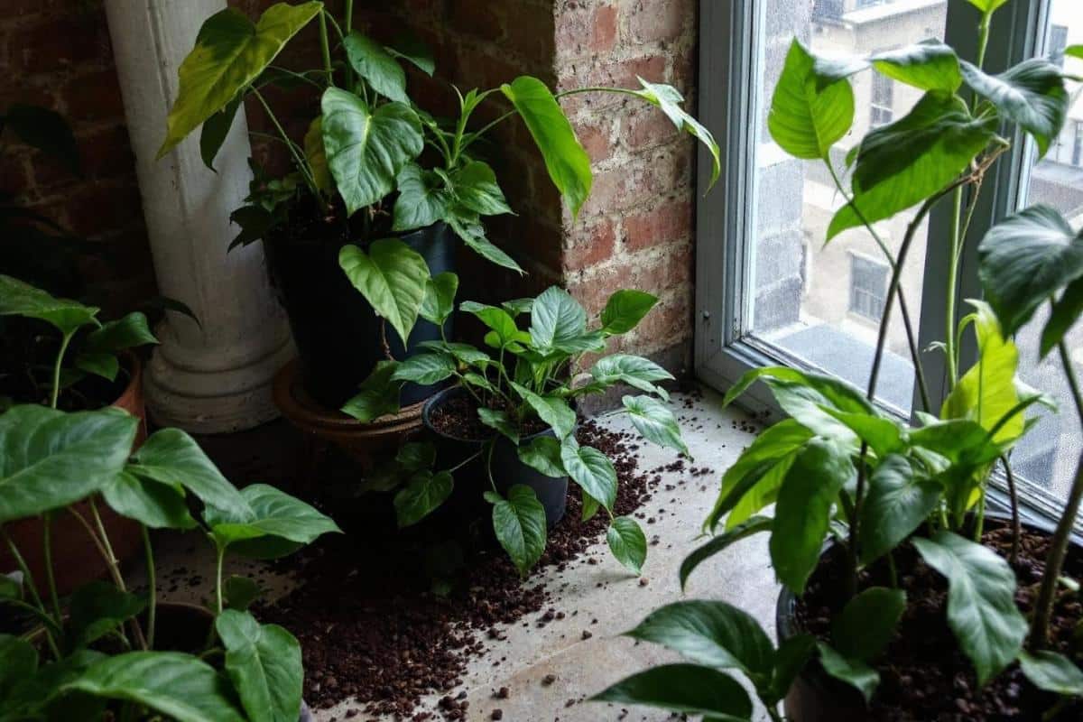 Quelles plantes n'aiment pas le marc de café ?