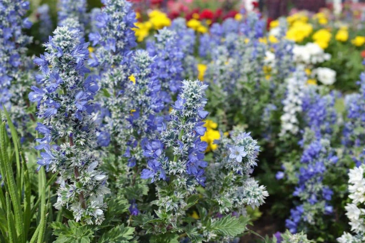 Répulsifs naturel contre les fourmis