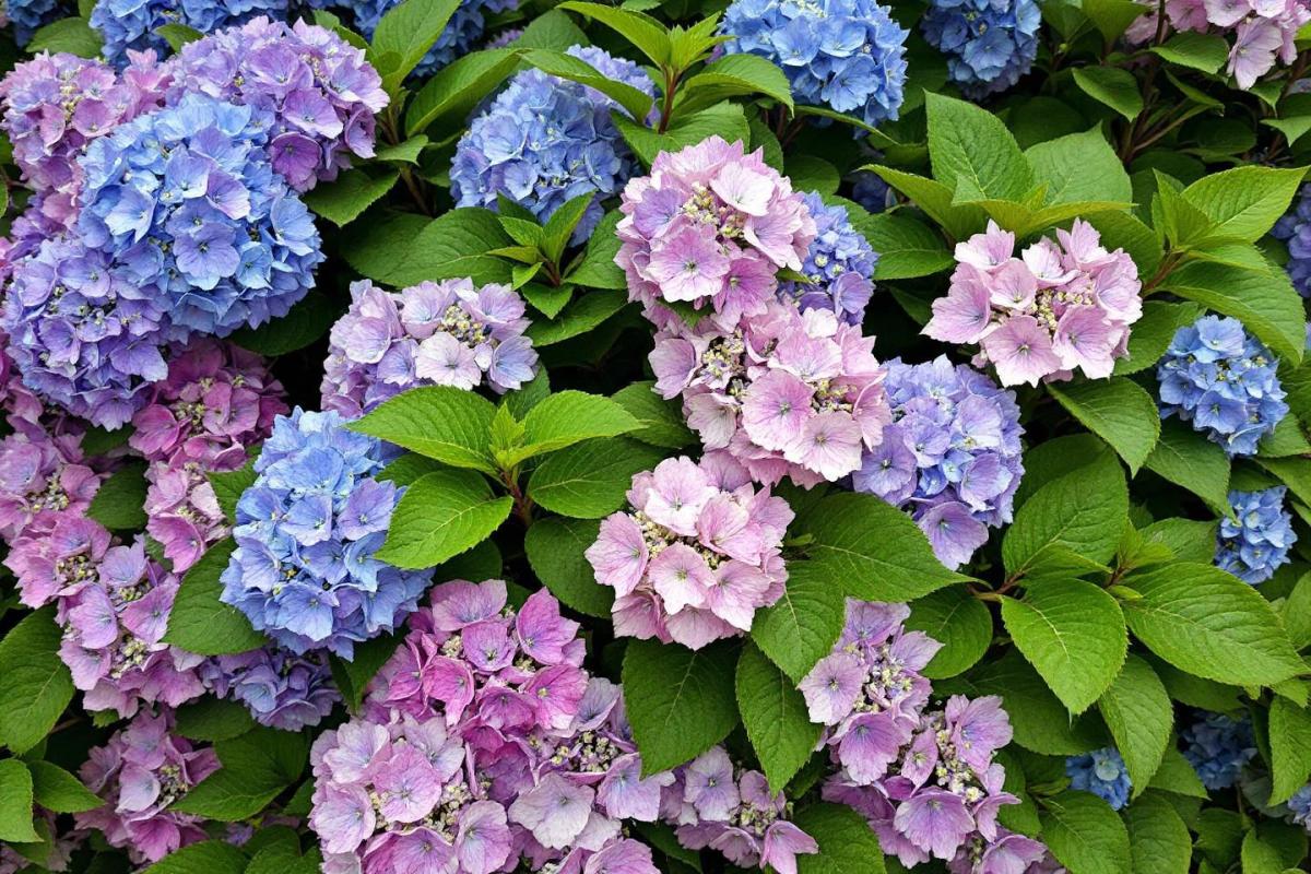 À quelle distance d'un mur planter un hortensia ?