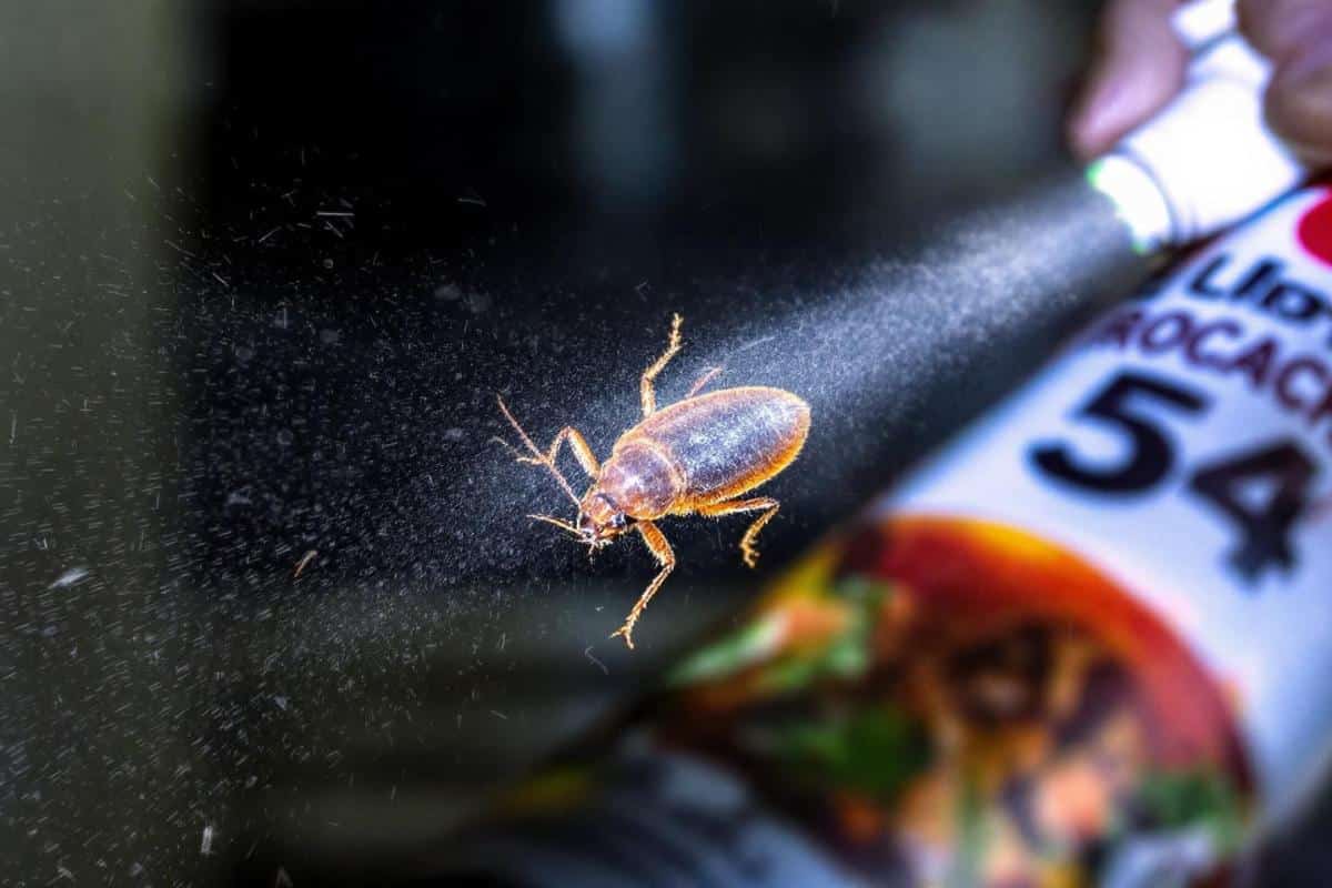 Comment se débarrasser des blattes ?