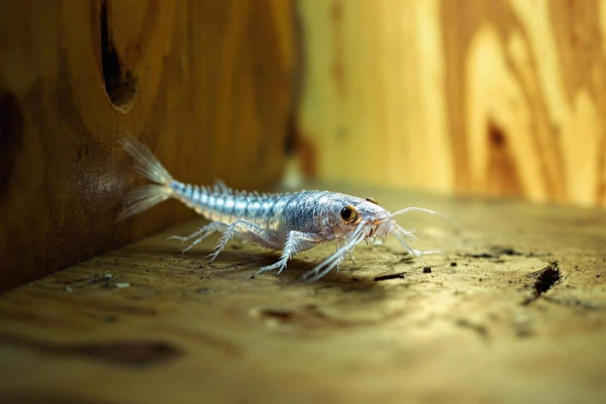 Comment se débarrasser des poissons d'argent ?