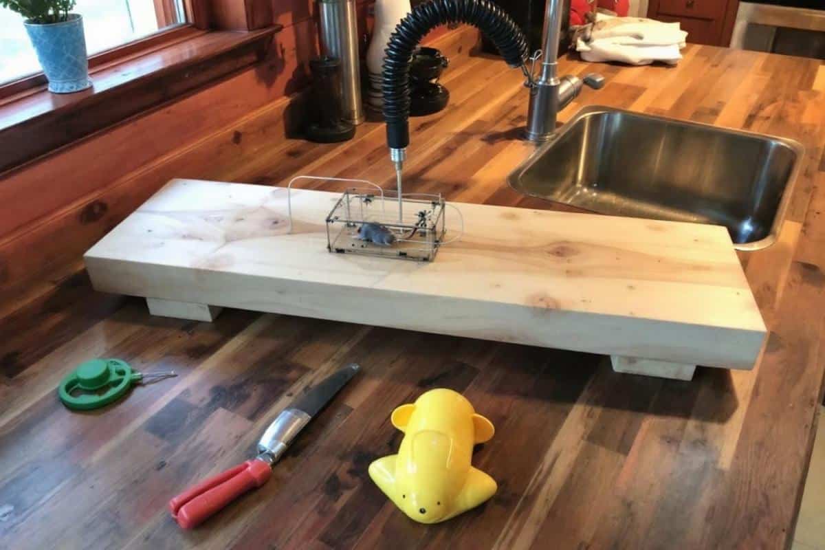 Comment fabriquer un piège à souris maison ?