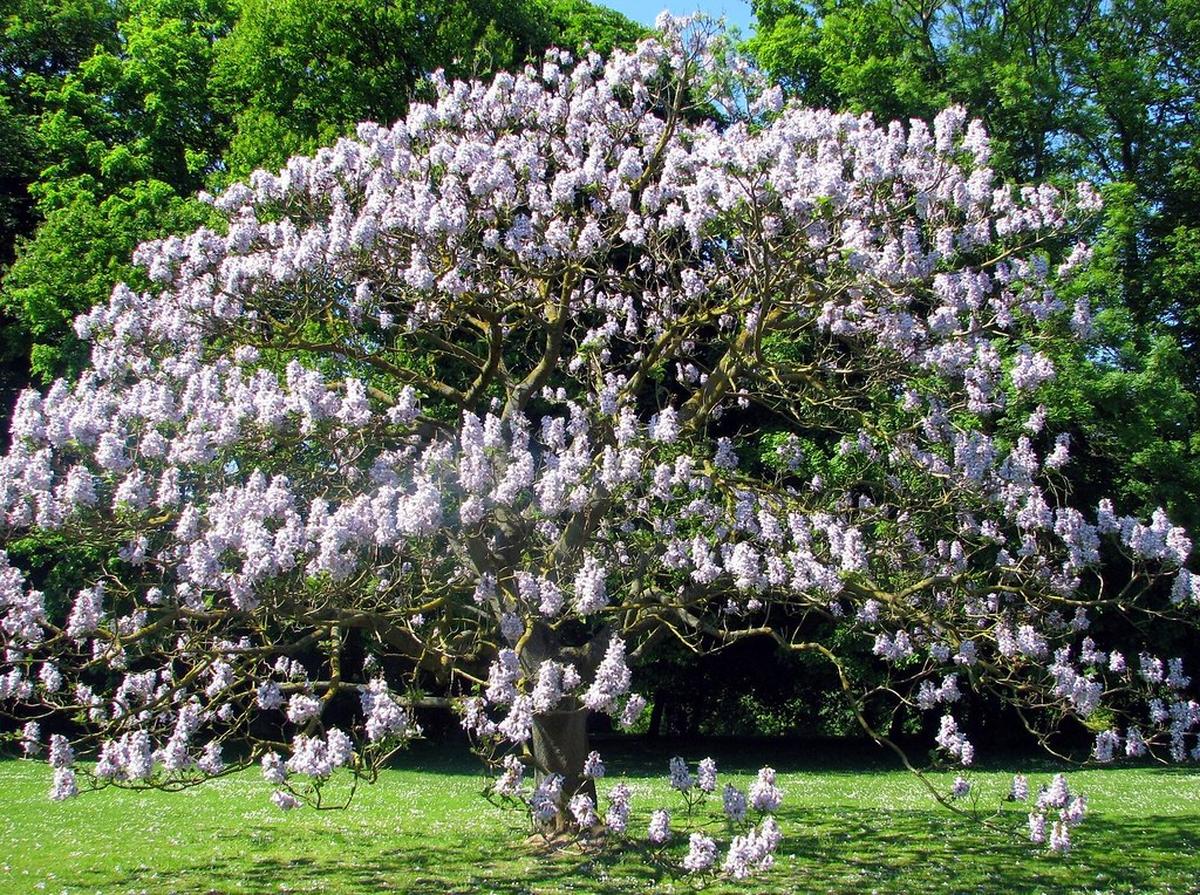 planter un paulownia ce qu'il faut savoir avant de se lance
